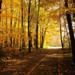 Train Track - Automn Leaves