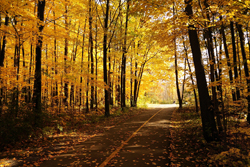 Train Track - Automn Leaves