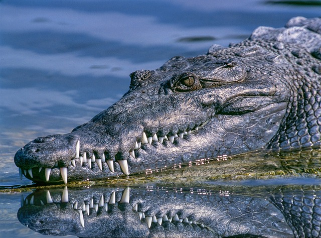 Swamp - Crocodile
